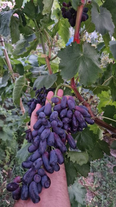 Vand corzi de vita de vie