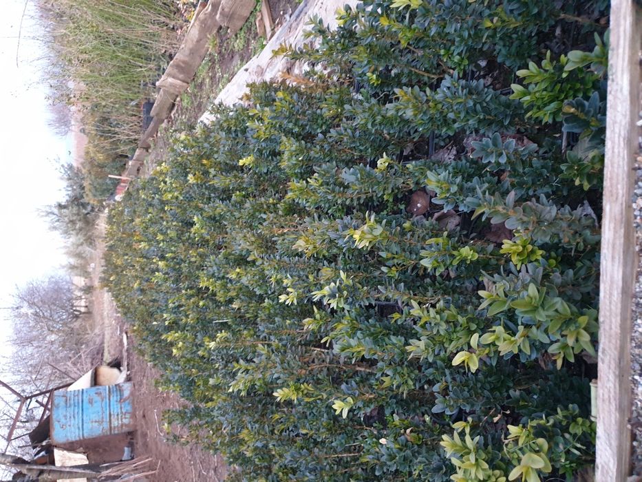 BUXUS pentru gard viu