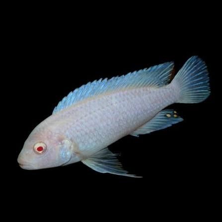 Псевдотрофеус Снежный принц