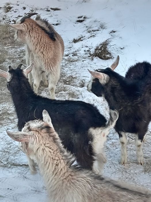 Сүтті ешкінің лақтары сатылады