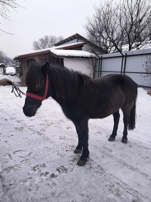 Vând poneita tanara