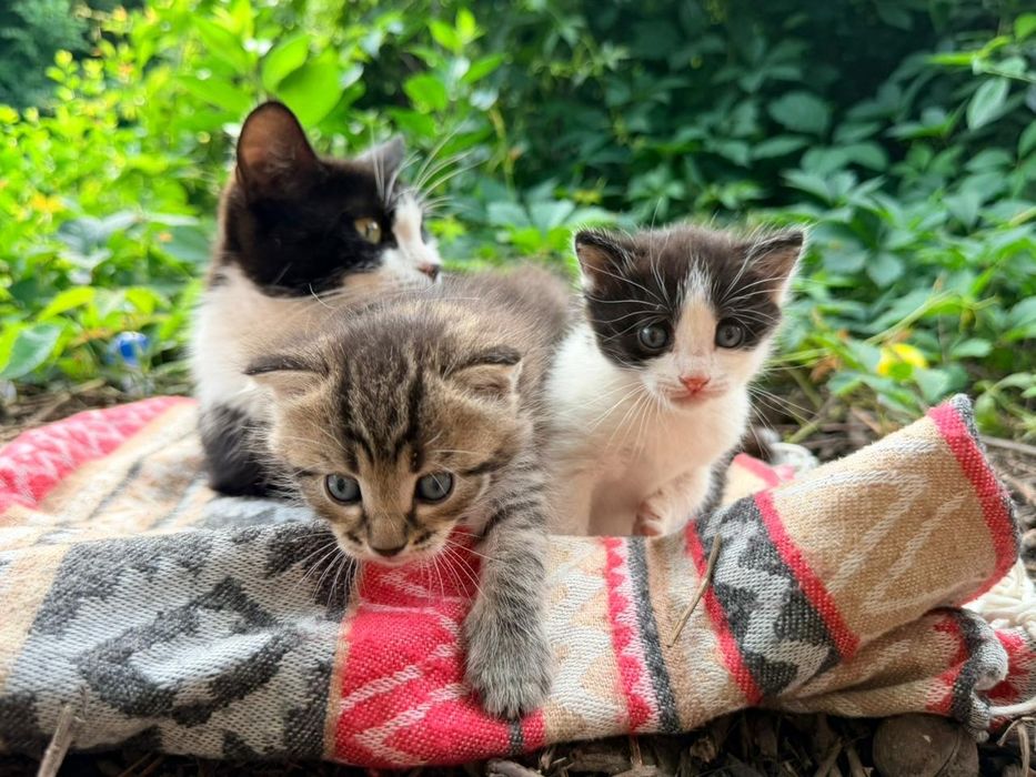 Котята в Добрые Руки!