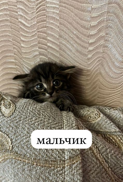 Отдам в добрые руки