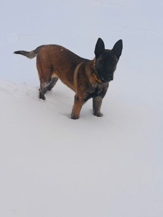 Белгийска овчарка (малиноа)