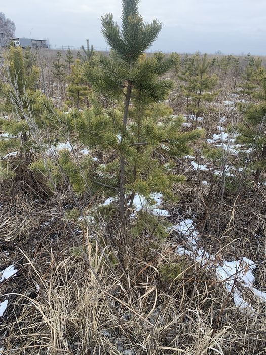 Сосна обыкновенная , продам