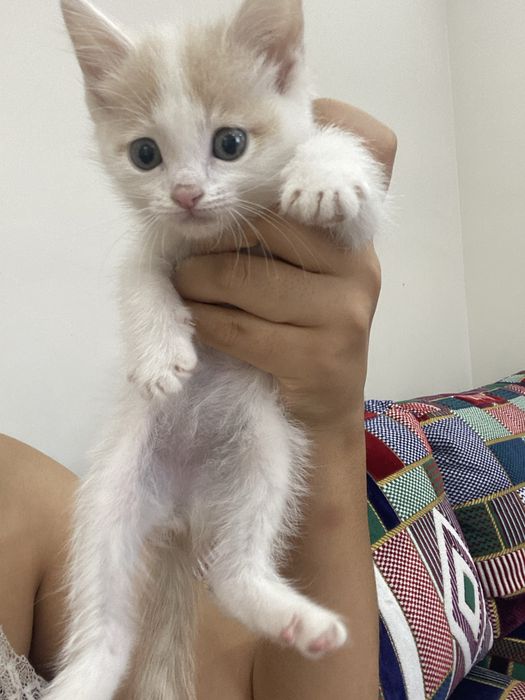 Отдаем котенка в добрые руки