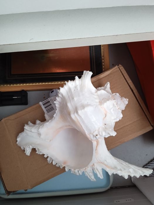 Продам ракушку морскую