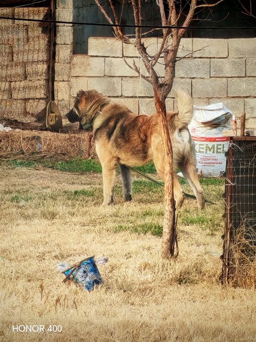 Тобет сатылады жасы 1жас 1 ай