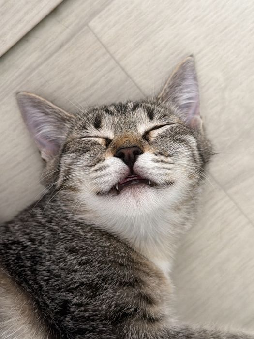 Котенок девочка