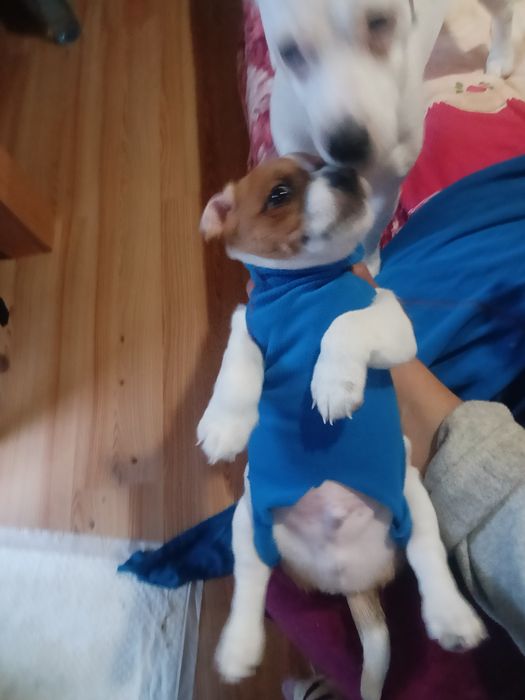 Джак Ръсел Бебчета 52 дни