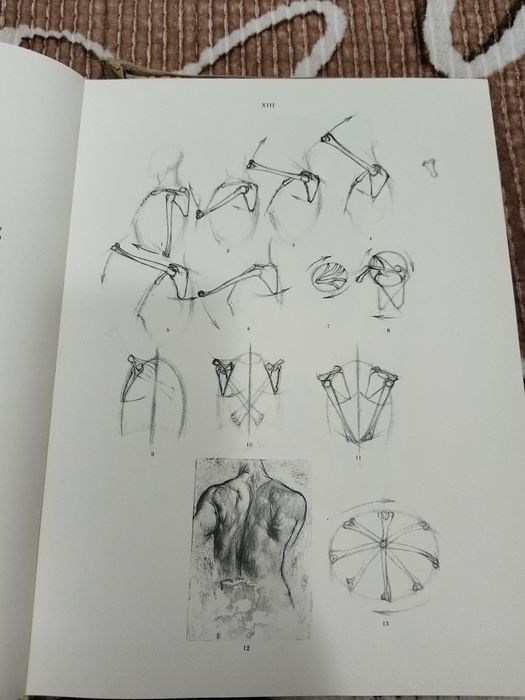 Анатомия для художников