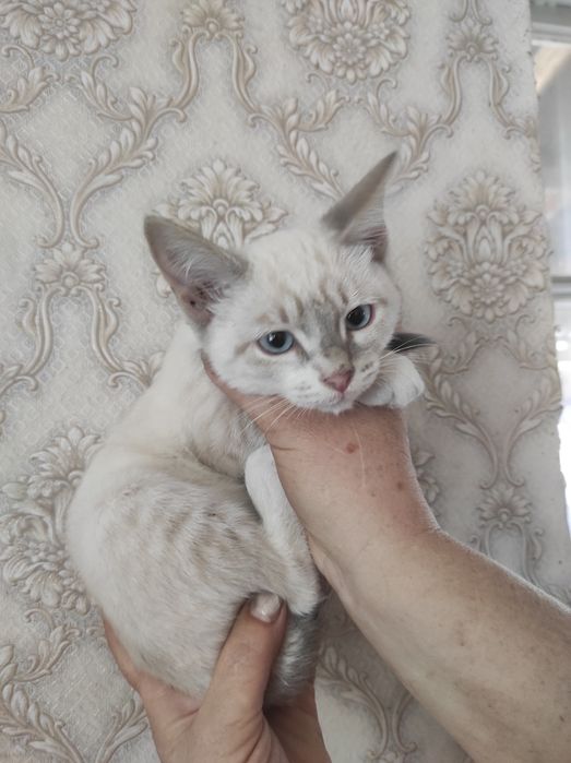 Отдам даром в добрые руки