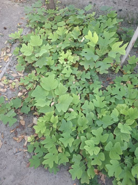 Лола дарахти; Тюльпановое дерево; Лириодендрон тюльпановое