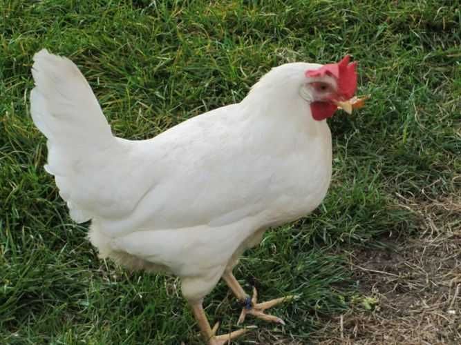 Куры несушки  Пивзавод