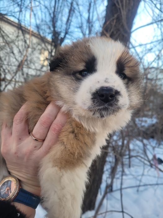 Щенки ищят дом сиротки