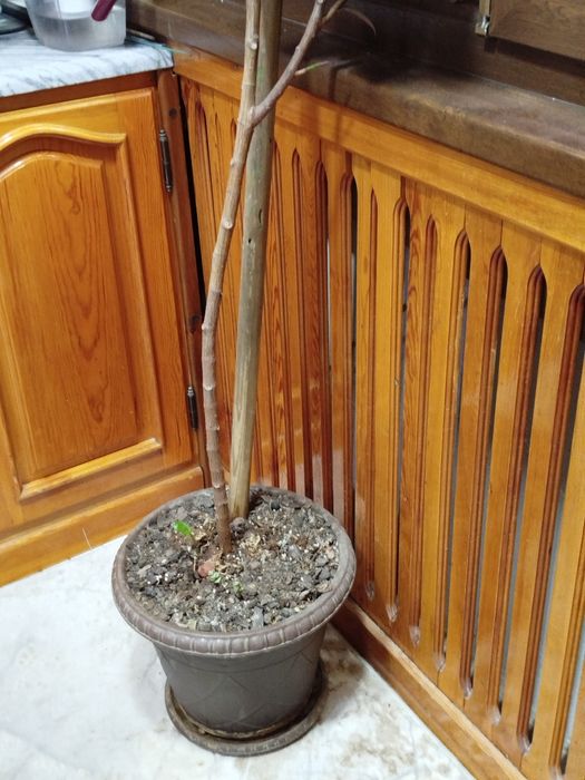 Фикус большой ухоженный