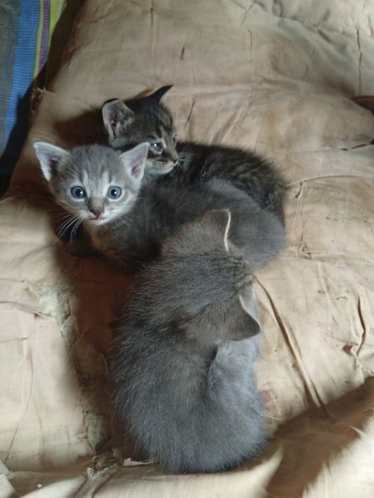 Отдам котят в хорошие руки