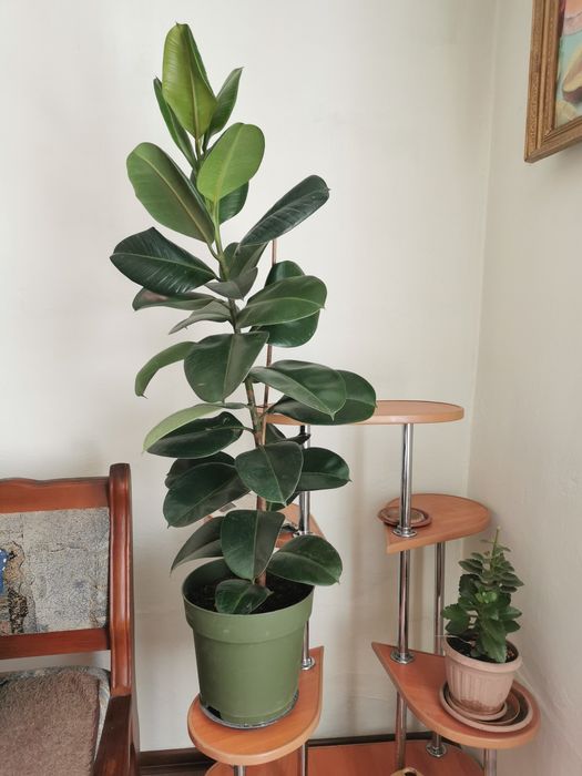 Фикус, алое продаю