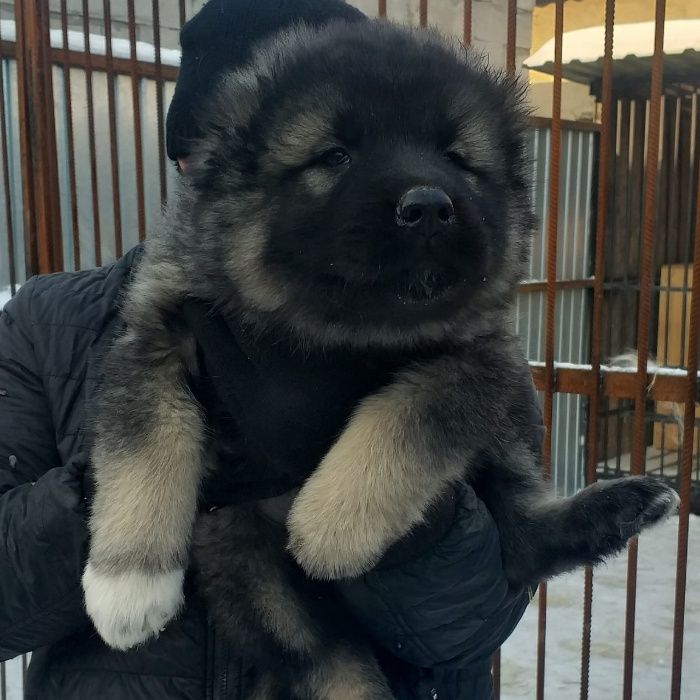 щенки кавказской овчарки