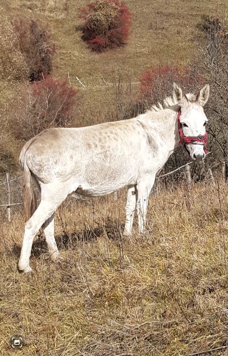 oferta magarite cu pui și gestante