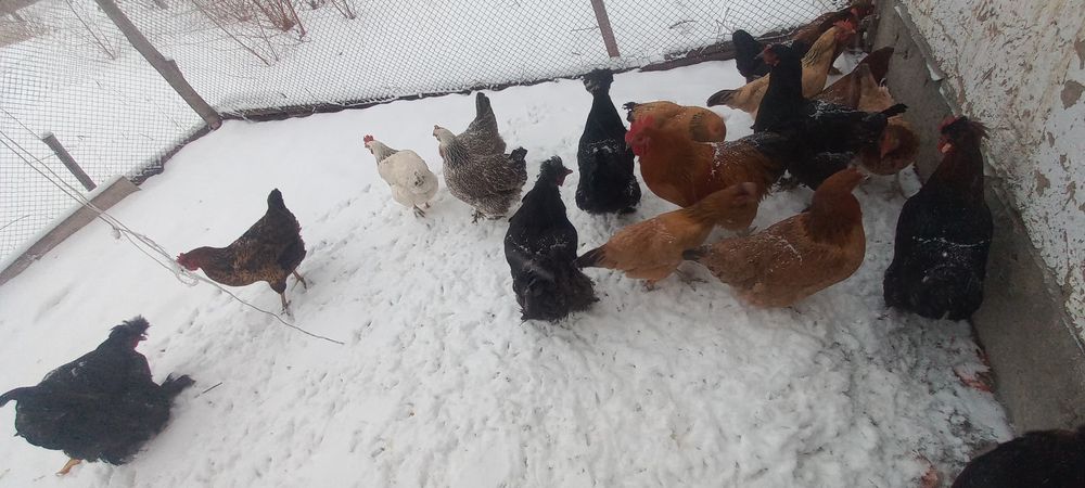 Тауыктар сатылады