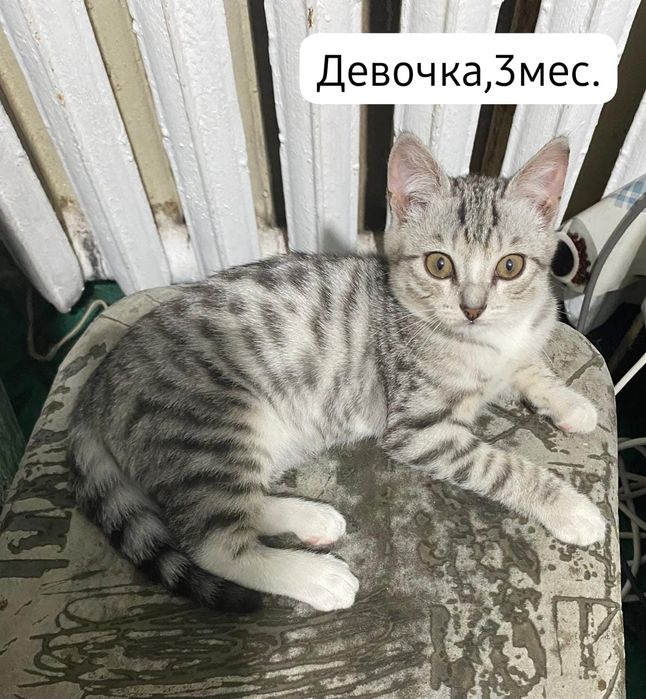 Котята бесплатно⁹