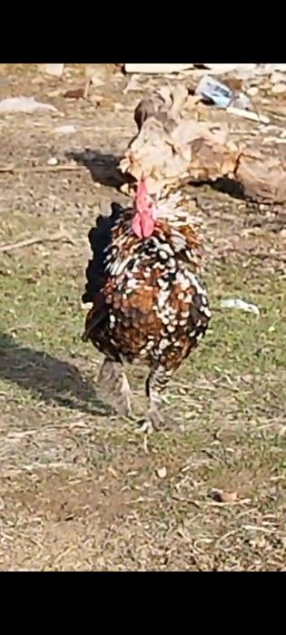 Карликовая парочка