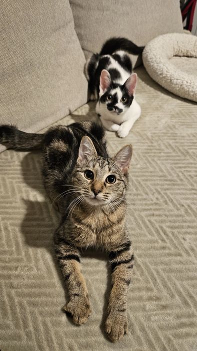 Adoptie pui pisica fetita