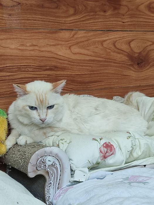 Шикарный котик ищет дом