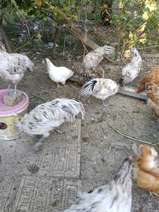 Vând cocoși australorp splash