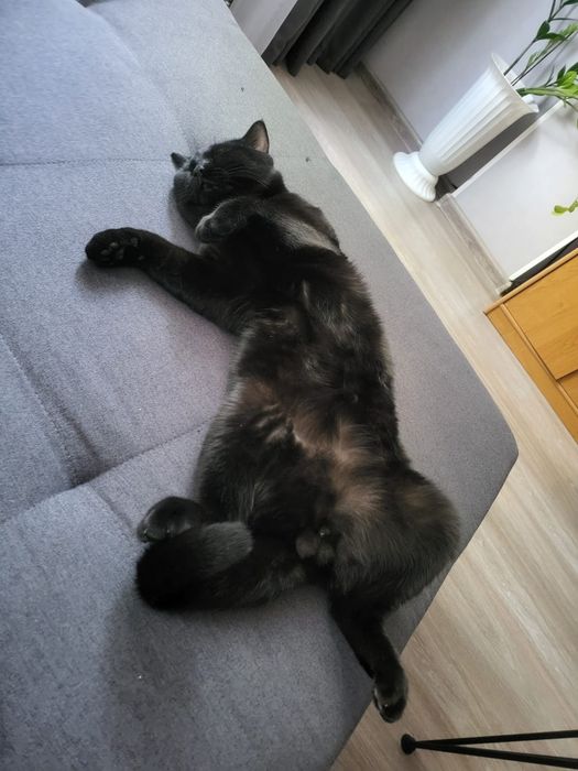 Кот бесплатно отдам