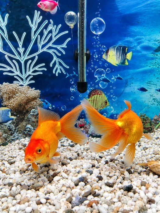 Золотые рыбки, большие.