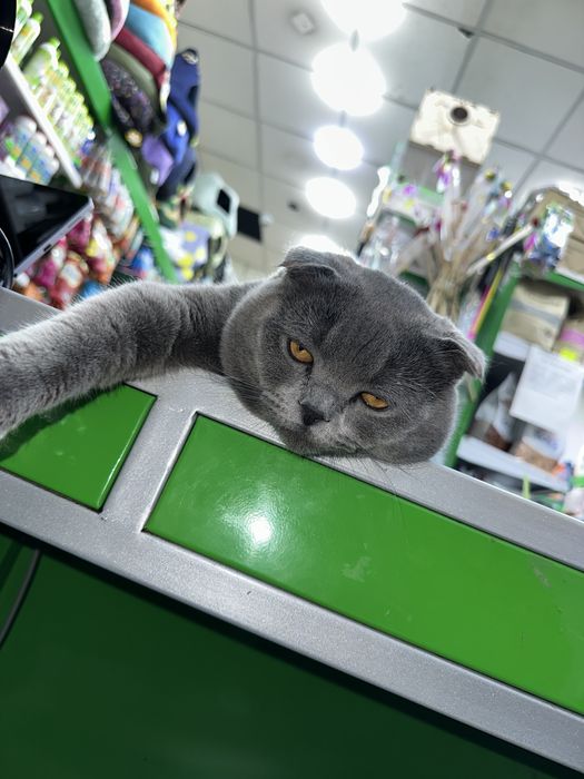 British Shorthair Blue scotish fold