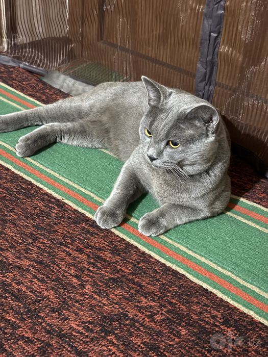продается кошка домашняя