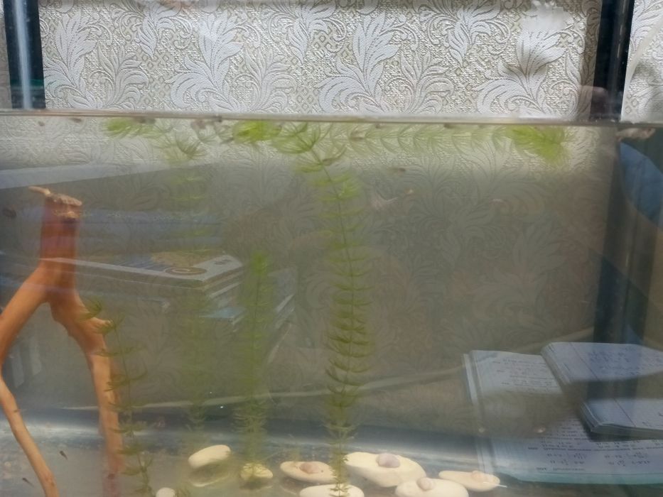 Продам аквариум, с мальками гуппи