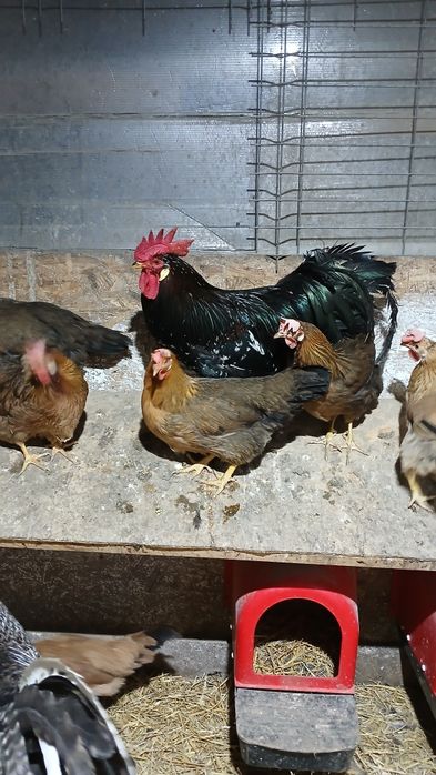 Gaini si puicute italiene