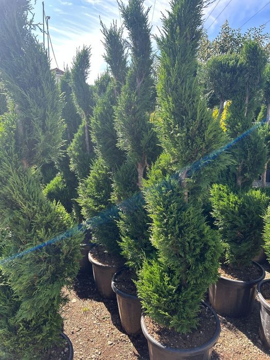 Plante ornamentale de vânzare
