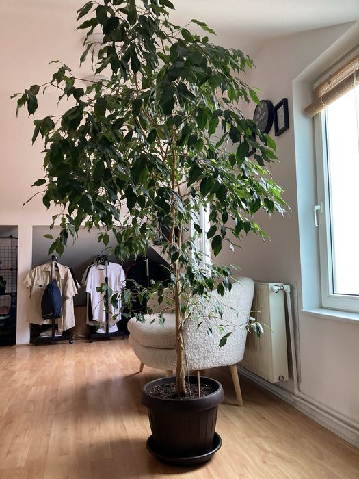 Ficus benjamina 2 metri +