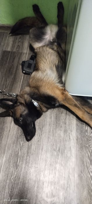 Бельгийская овчарка