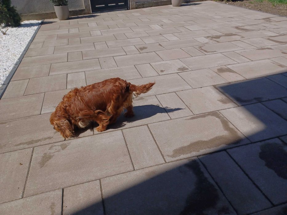 Cavalier King Charles Spaniel