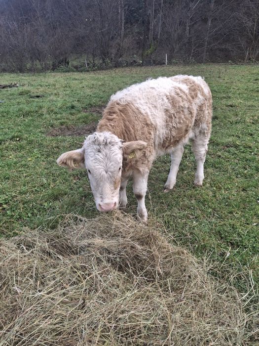 Vând doua vițele în vârstă de 6 luni Baltate Românești.