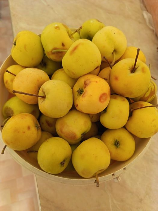 Продам яблоки-паданки дачные Медовые