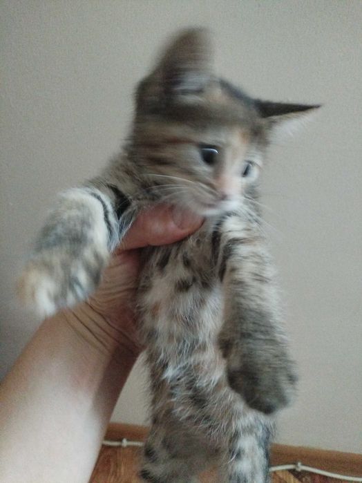 Кот Гарри шустрый