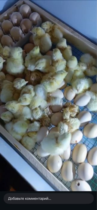 Adler tuxumlari jojalariga zakaz olamiz