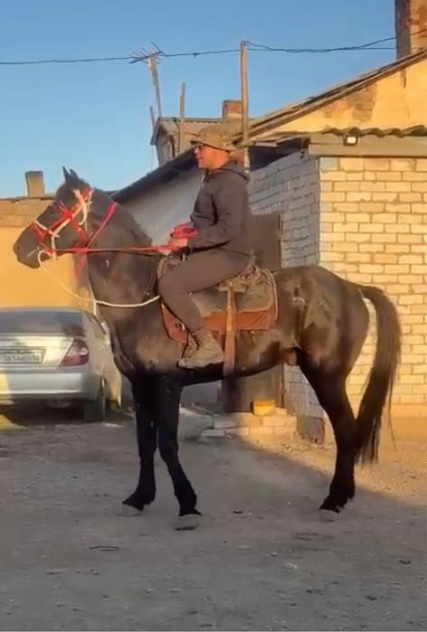 Айгыр сатылады 7 жасар