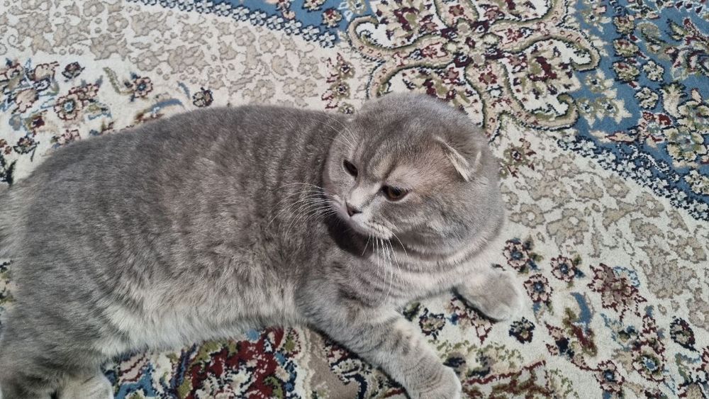 Scottish Fold sotiladi