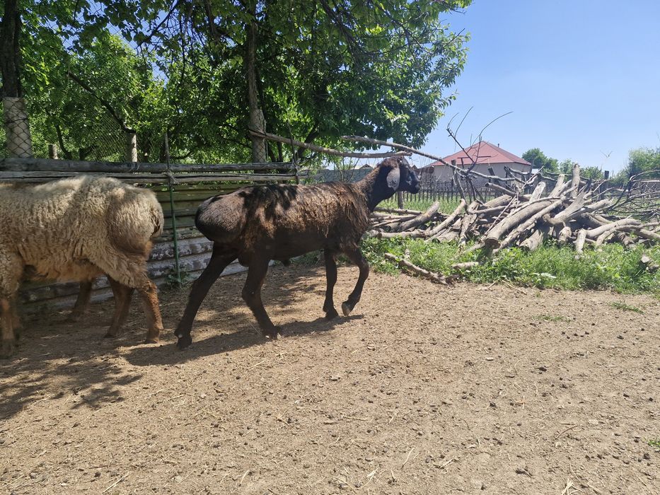Тоқты қошқар сатылады