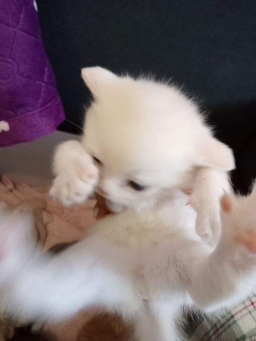 Британский котята