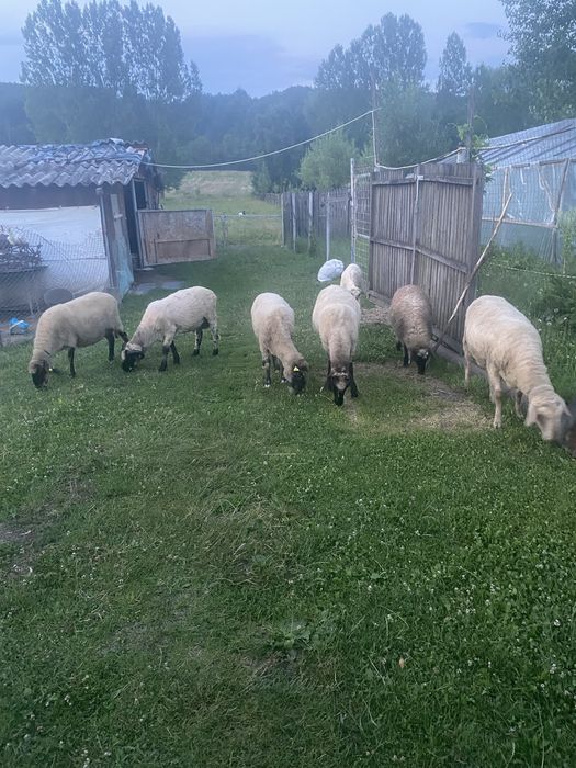 Vand 2 mielute si un berbecut de anul acesta si o osie
