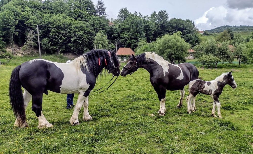 Armăsar de montă